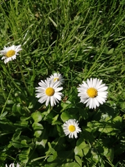Bellis perennis