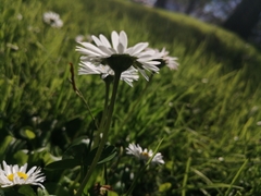 Bellis perennis