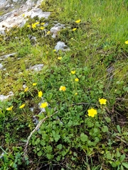 Ranunculus ollissiponensis