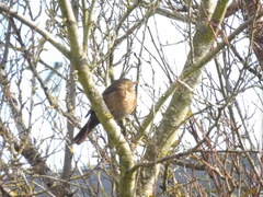 Turdus merula