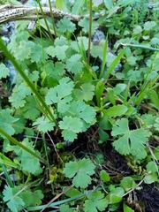 Ranunculus ollissiponensis