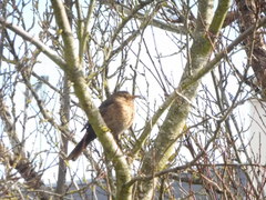 Turdus merula