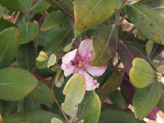 Rhodomyrtus tomentosa