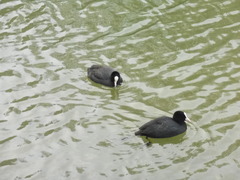 Fulica atra