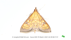 Uresiphita gracilis