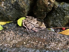 Thoropa miliaris