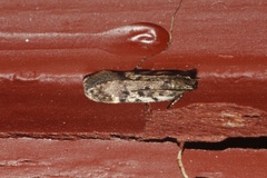Chionodes thoraceochrella