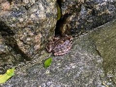 Thoropa miliaris