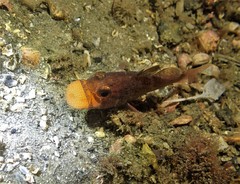 Vincentia novaehollandiae