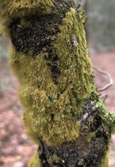 Coenogonium interplexum