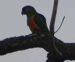 Poicephalus senegalus