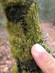 Coenogonium interplexum