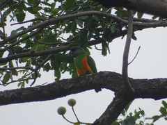 Poicephalus senegalus