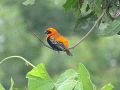 Euplectes hordeaceus