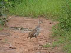Pternistis bicalcaratus