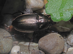 Amara eurynota