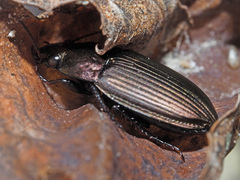 Amara eurynota