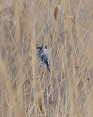 Cyanistes cyanus