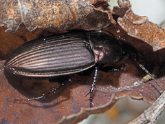 Amara eurynota