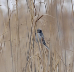Cyanistes cyanus