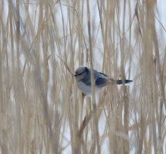 Cyanistes cyanus