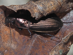 Amara eurynota