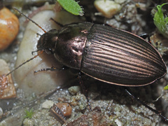 Amara eurynota