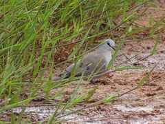 Turtur abyssinicus