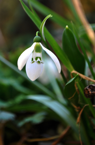 Galanthus fosteri