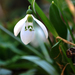 Galanthus fosteri - Photo (c) M. Salimeh, some rights reserved (CC BY-NC), uploaded by M. Salimeh