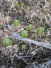 Podophyllum peltatum