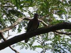 Streptopelia senegalensis