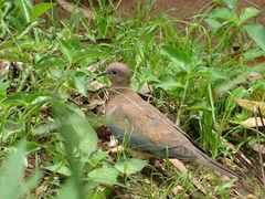 Streptopelia senegalensis