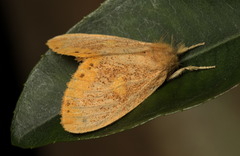 Euproctis quadrangularis