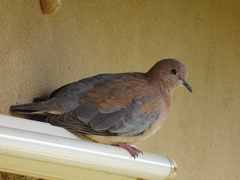 Streptopelia senegalensis