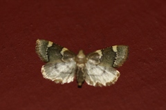 Hypsopygia thymetusalis