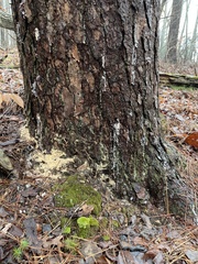 Dendroctonus frontalis