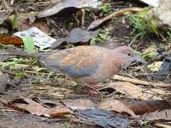 Streptopelia senegalensis
