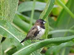 Spermestes cucullata