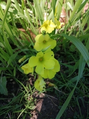 Oxalis pes-caprae