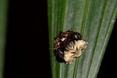 Arkys speechleyi
