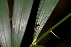 Arkys speechleyi