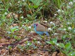 Uraeginthus bengalus