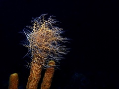 Astrophyton muricatum