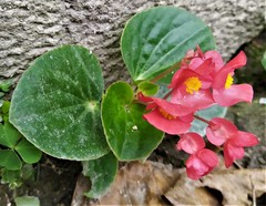 Begonia semperflorens-cultorum