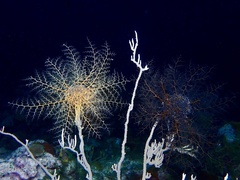 Astrophyton muricatum