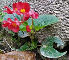 Begonia semperflorens-cultorum