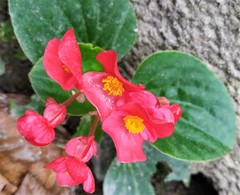 Begonia semperflorens-cultorum