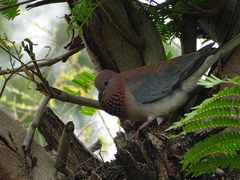 Streptopelia senegalensis