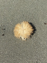 Pseudobombax septenatum